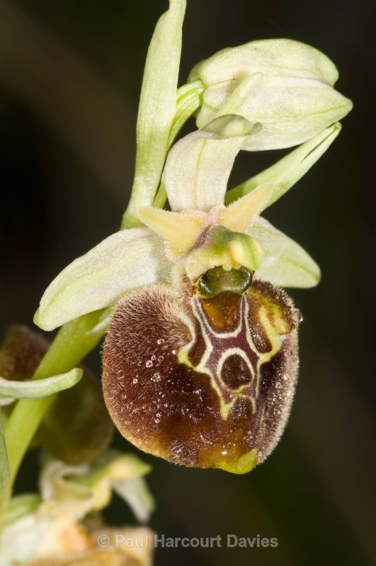 small-patterned ophrys (Ophrys fuciflora ssp parvimaculata) - Orchids - Ophrys