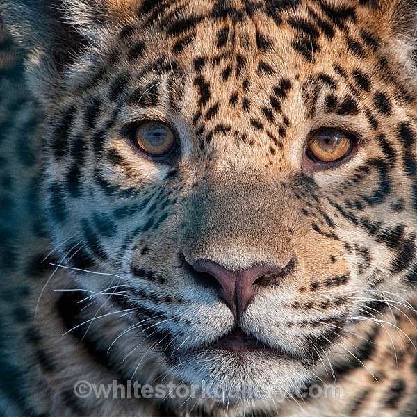 Young Leopard - Wildlife and Animals