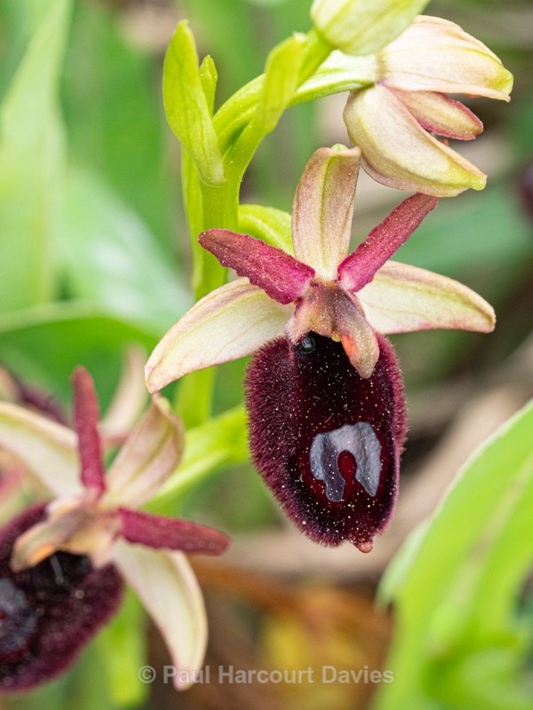 Ophrys bertoloniiformis (syn. O. bertoloni ssp bertoloniiformis)  - Gargano - Wild Orchids
