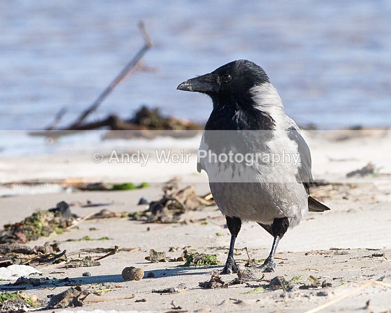 20110926-_MG_6916 - Hooded Crow