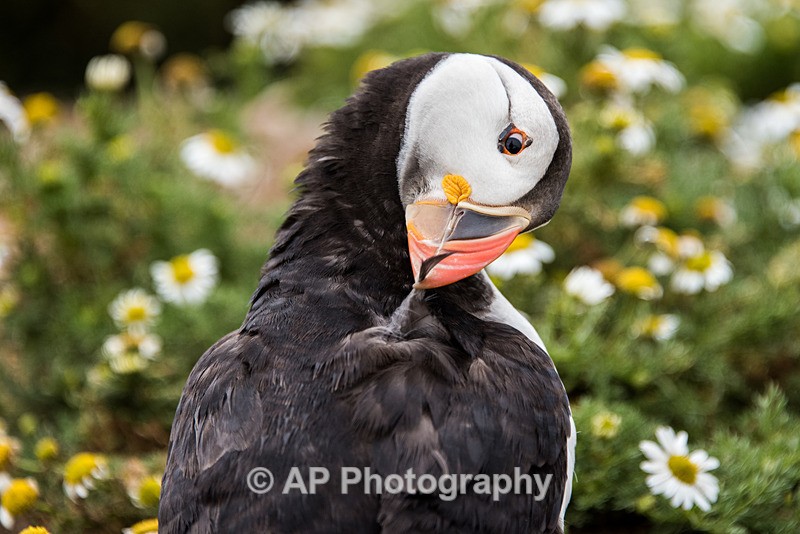 ACP_0442-1 - Puffins on Skomer Island