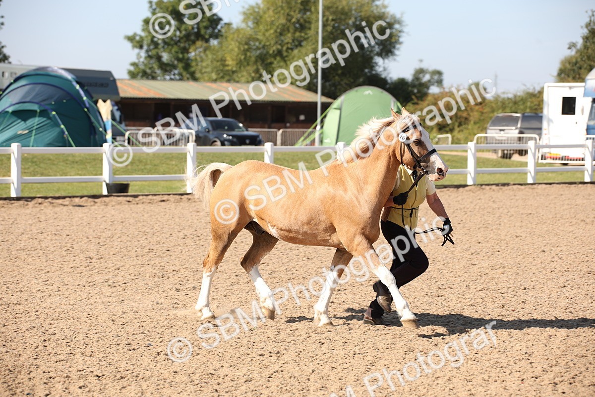 SBM_02708 - Class 16 IH M&M Wildcard