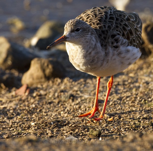 RUFF WINTER 2010 - THE RUFF (Wading Bird)