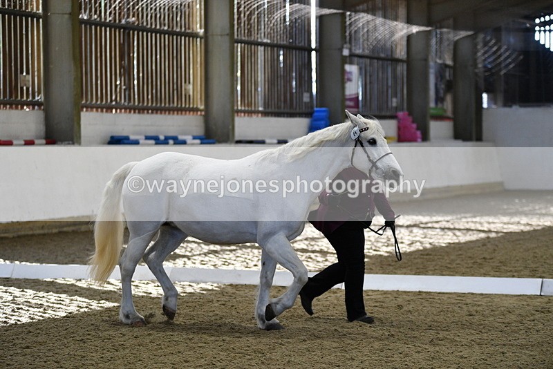 WJ5_3706 - Class 5 In Hand Veterans