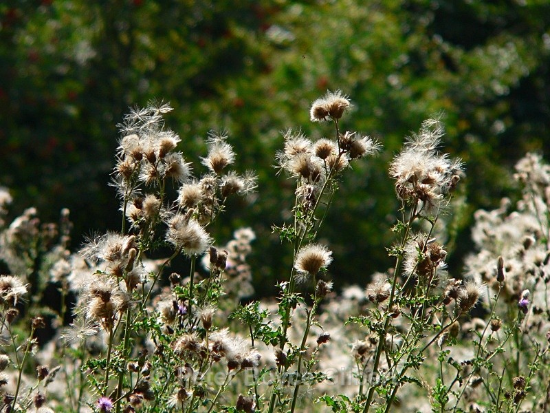  - Flora & Fauna
