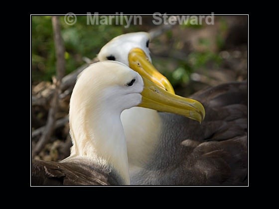 Waved albatross - Galapagos Islands