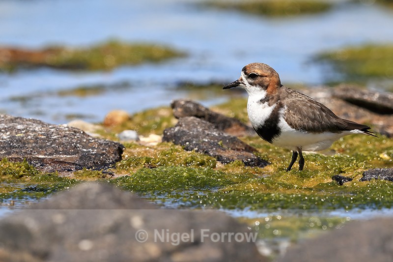 Two-banded Plover standing in algae, Carcass Island, Falklands - Two-banded Plover