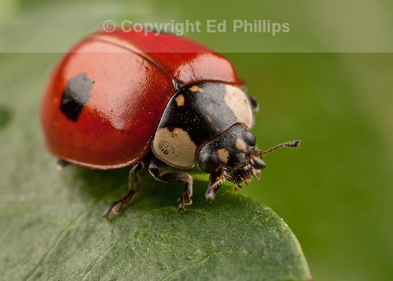2-Spot Ladybird