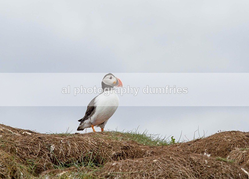 _CNP0632 - Farne Isles