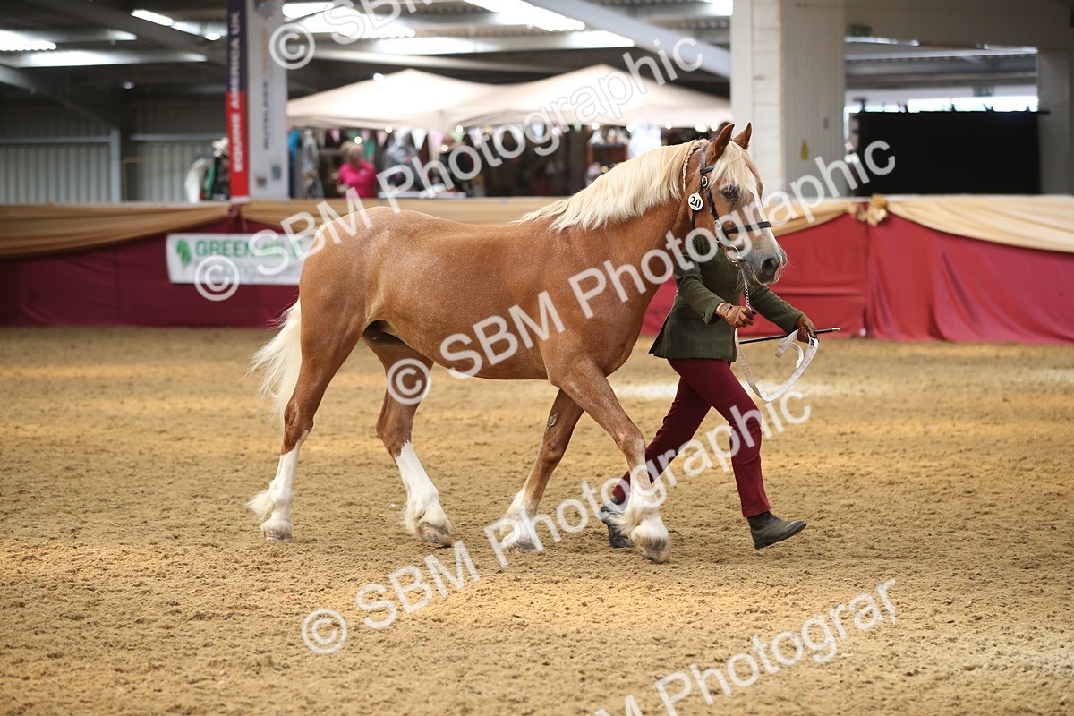 SBM_05341 - Class 8R - Regional IH Veteran