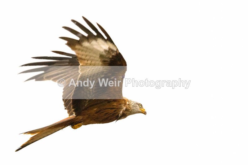 20170310-20170310-8E0A3968-4643-2-2 - Red Kite