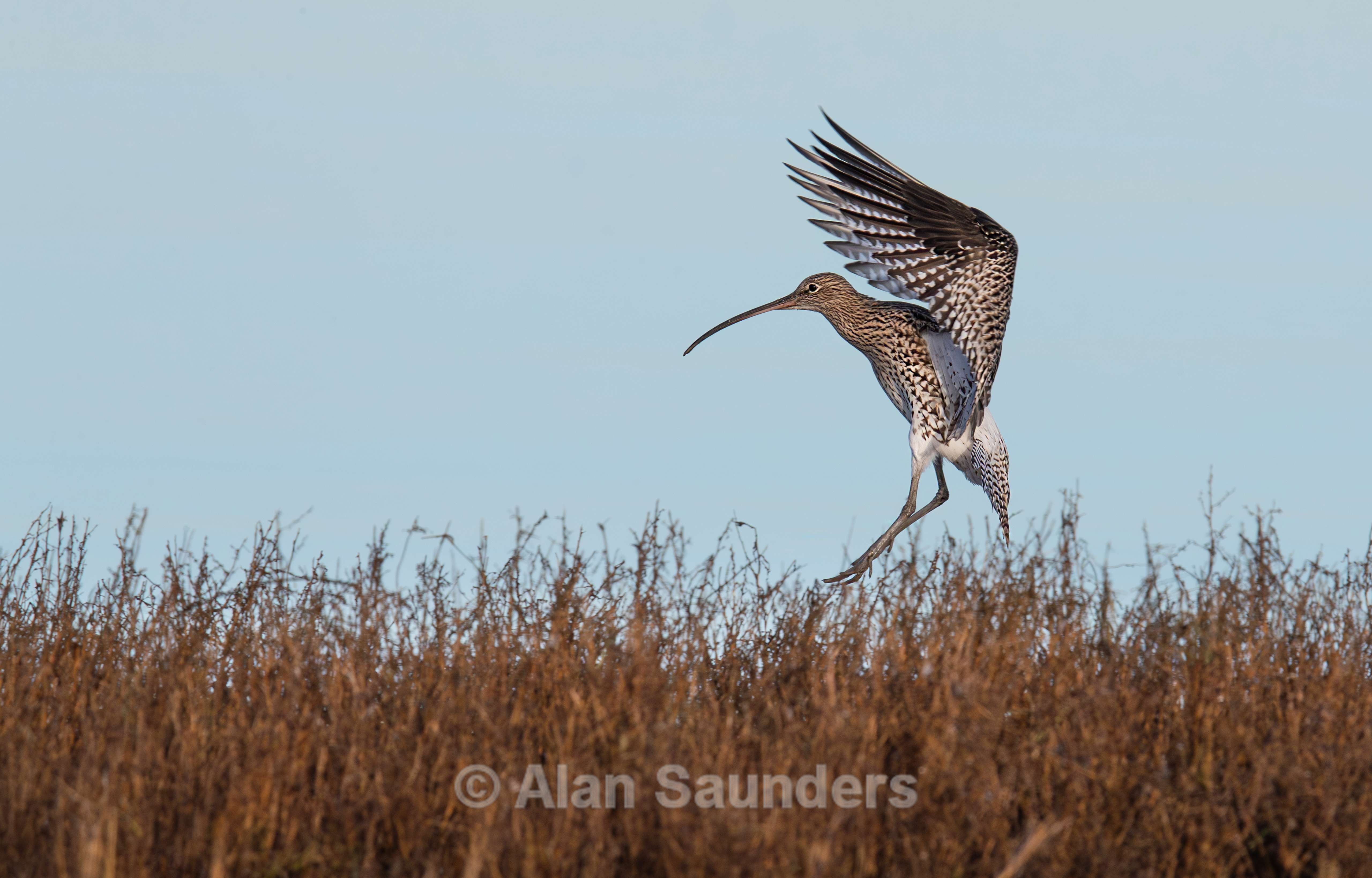 Eurasian Curlew 31