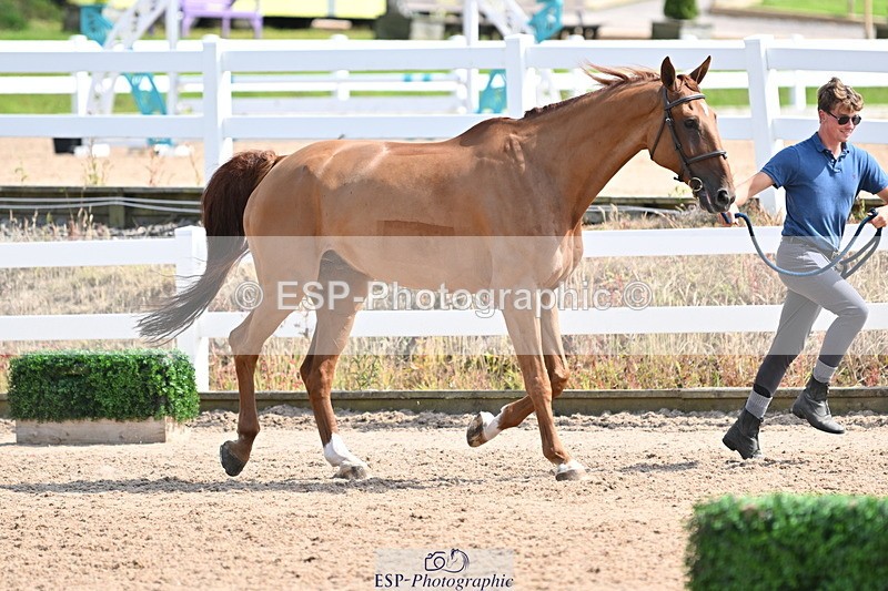 240717A-154147-02985 - Trot Up 3pm to 4pm