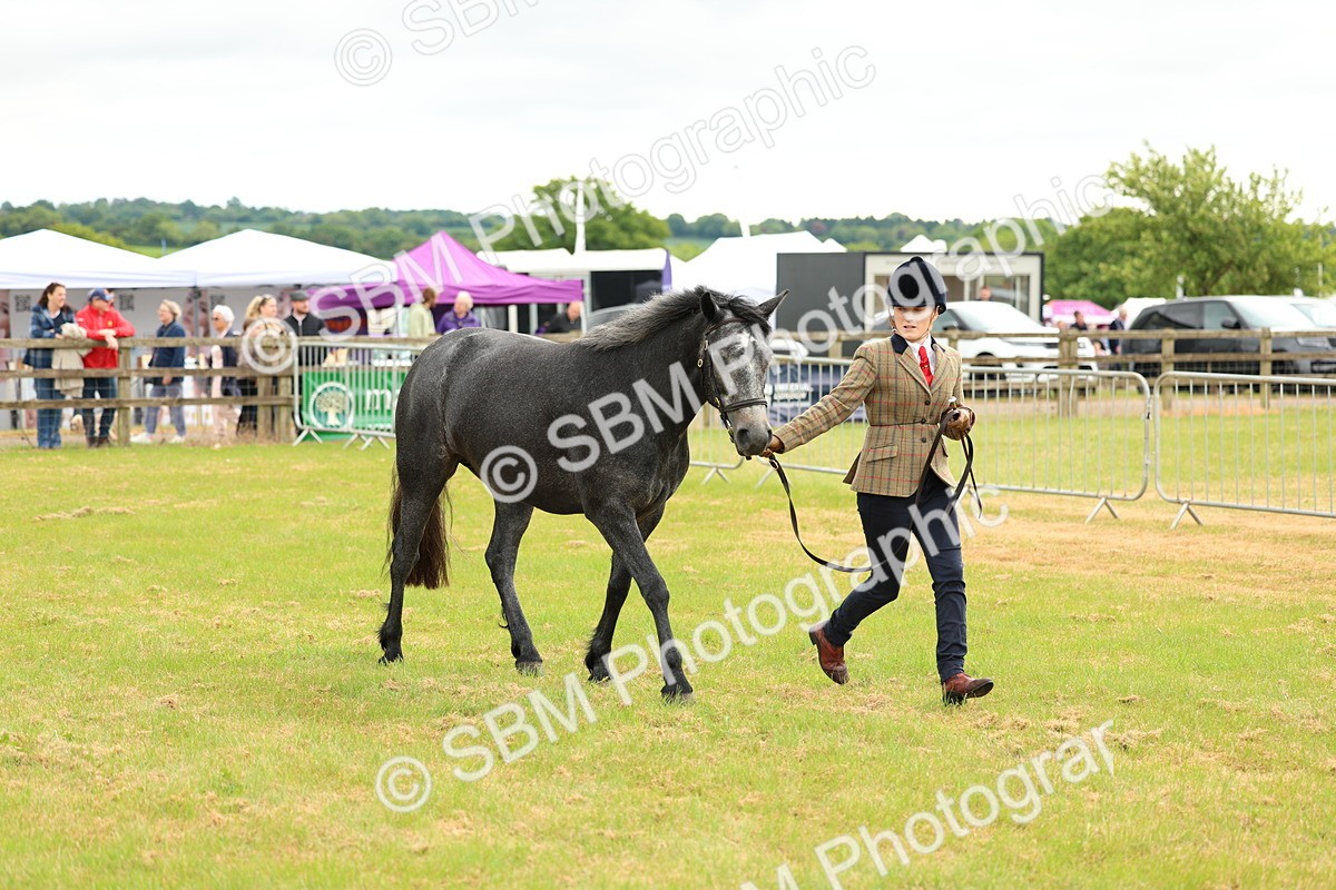 SBM_04076 - Class 64-67 - Shetland Pony In Hand