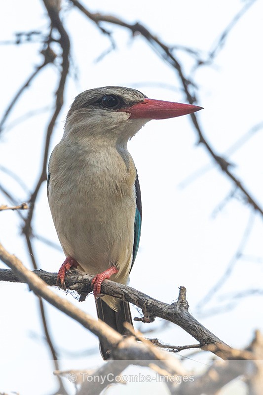 Brown-headed Kingfisher - Mana Pools ~ The Birds