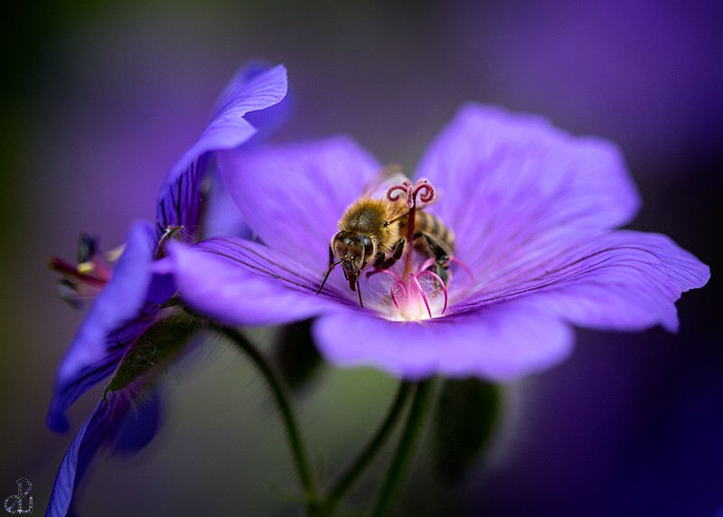 Macro photography by Diana Uzun