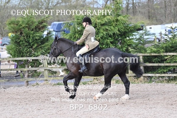 BPP_6802 - RING 1  (RIDDEN HORSES / IN HAND / VETERAN ETC)