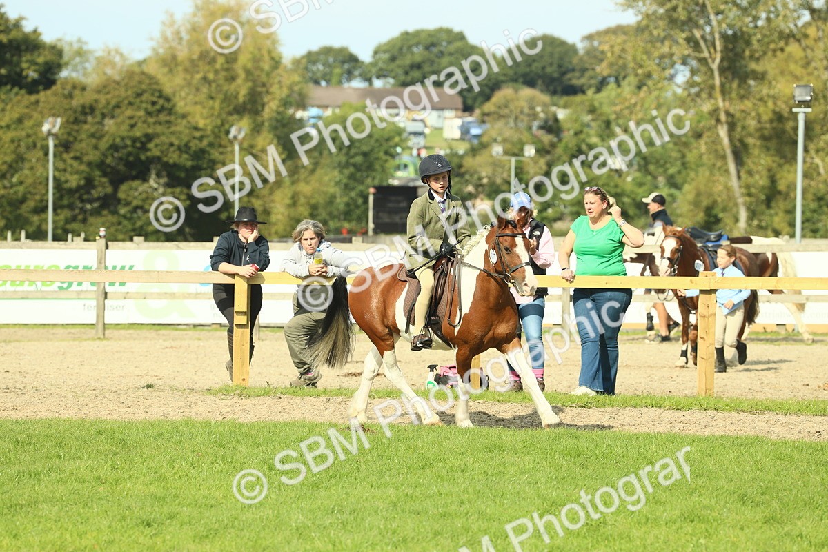 SBM_68914 - S58 - Mini Show Cob Ridden