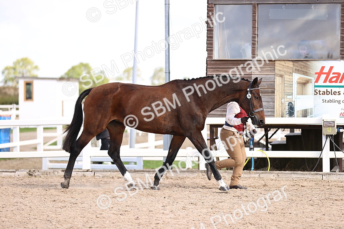 SBM_11504 - Class 407 - IH Hack-Riding Horse