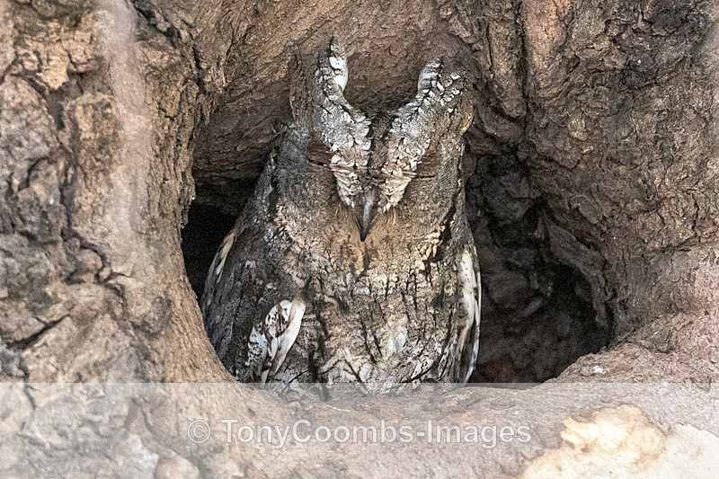 Scops Owl - Lesvos ~ Other Birds