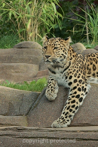 Amur leopard - Milena (Colchester Zoo) - Amur Leopards