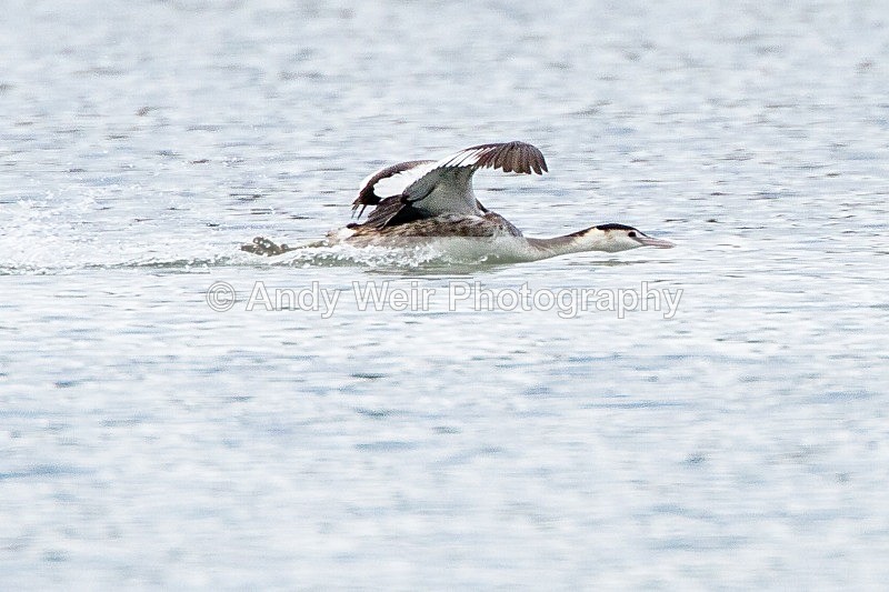 20120317-_MG_9460 - Gt Crested Grebe