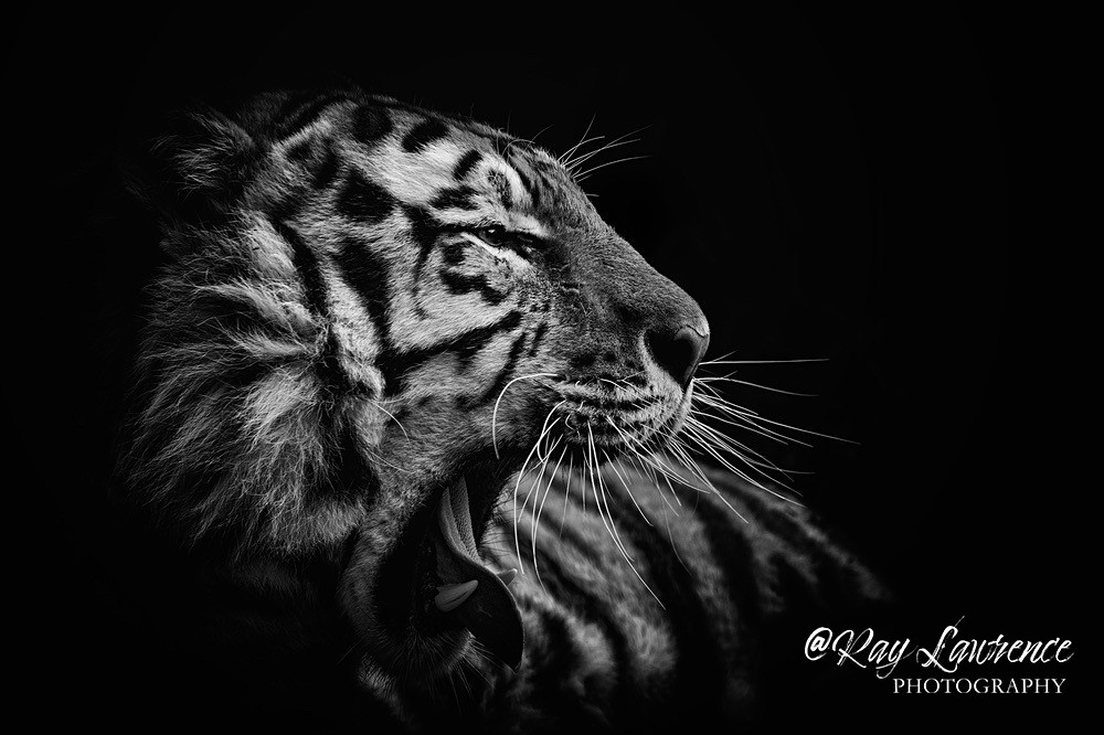 Amur Tiger-RLP_9314 - Monochrome Zoo