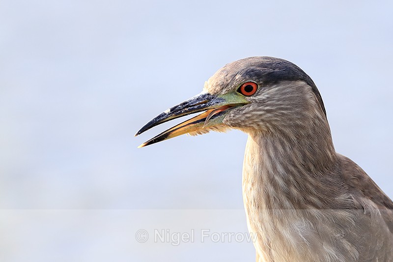 Black-crowned Night-Heron (immature) close, Venice Rookery, Florida - Black-crowned Night-Heron
