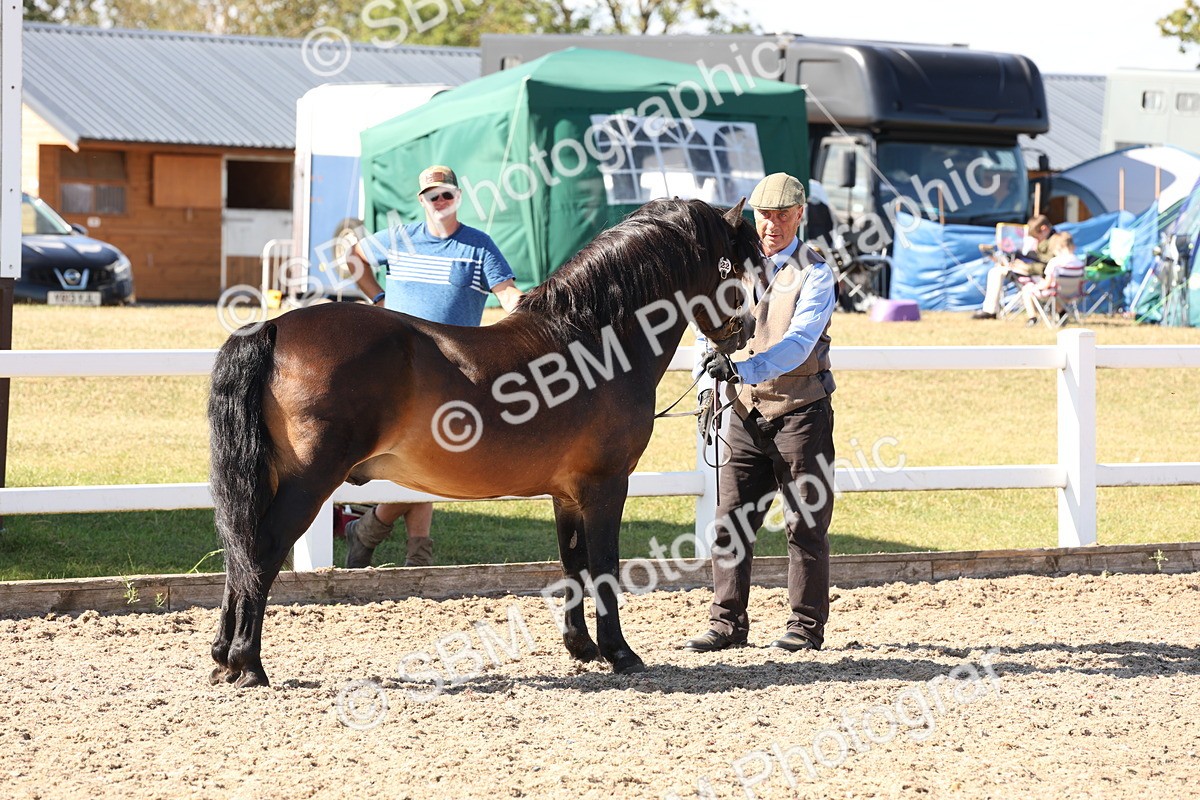 SBM_13907 - Class 205 - IH Show Pony - Show Hunter Pony