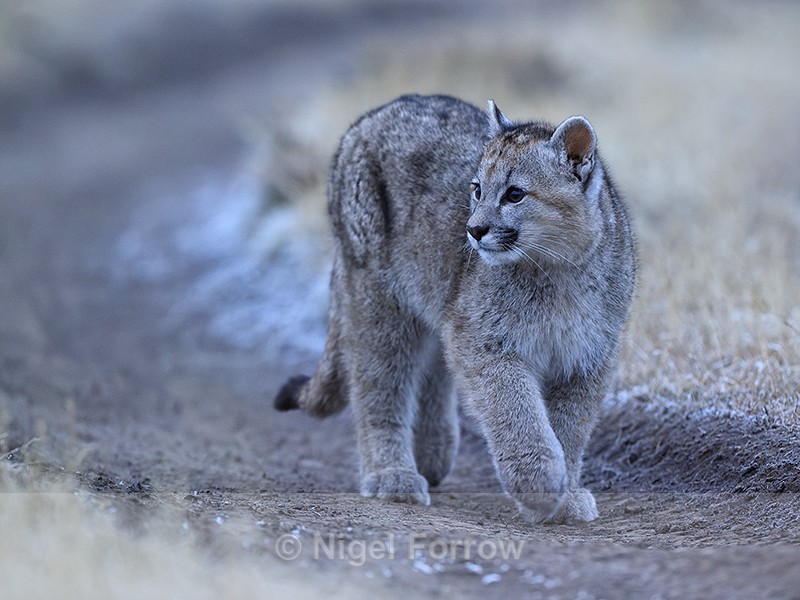 Puma cub walking along trail, Torres del Paine, Chile - Puma
