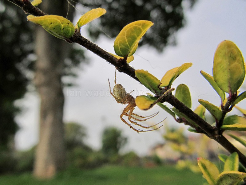  - Insects & Snails, Great Britain