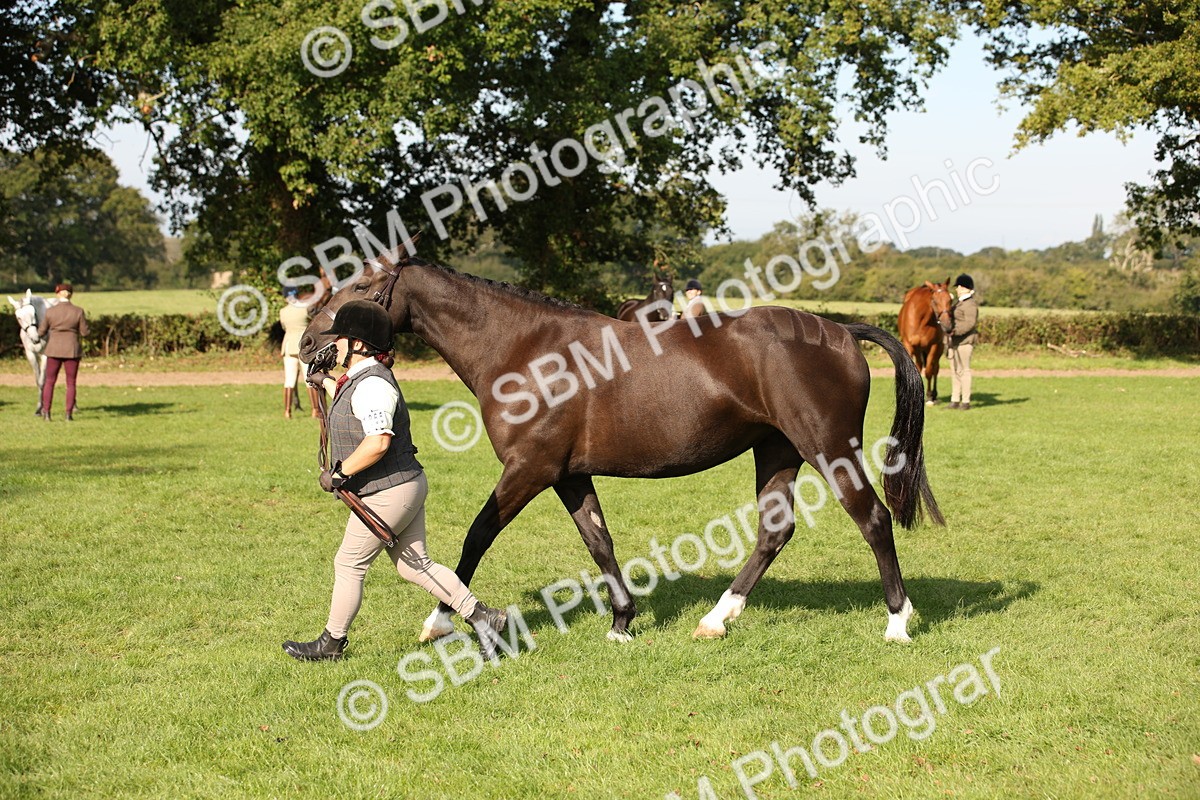 SBM_60119 - S53 - Hunter In Hand