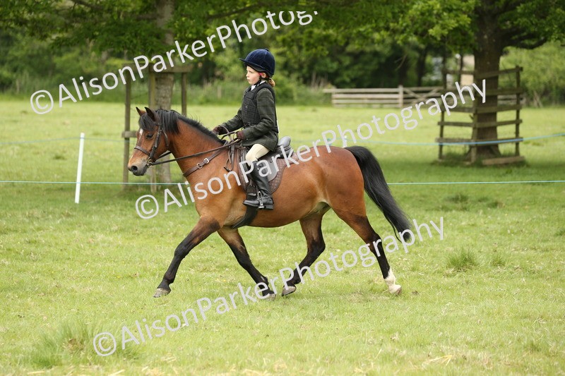 20250517-1206 - Class 21 - Novice Working Hunter