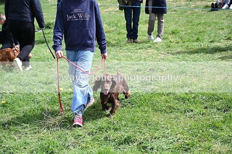 WJ6_8921 - Class 8 Best Working / Gun Dog or Bitch