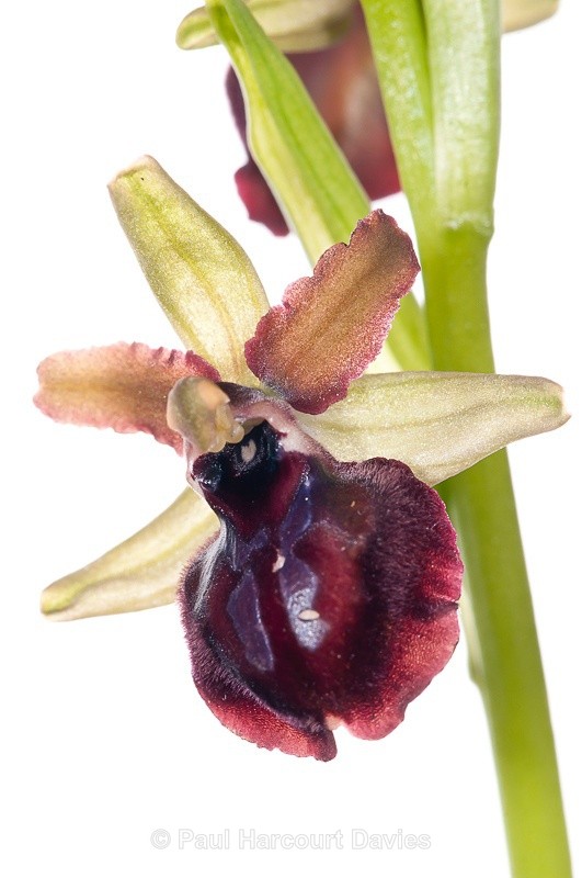  - WB: Orchids - Ophrys