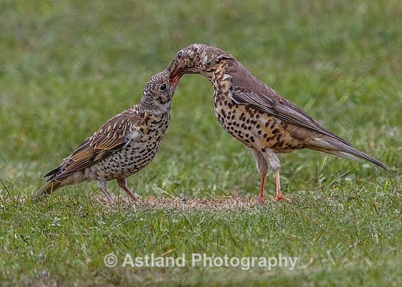 Astland Photography, Bird and Wildlife Images, Susan and Peter Wilson, U.K
