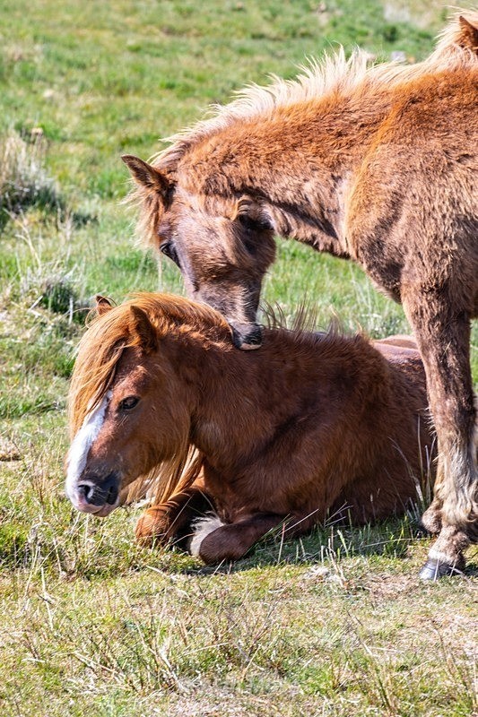  - Wildlife