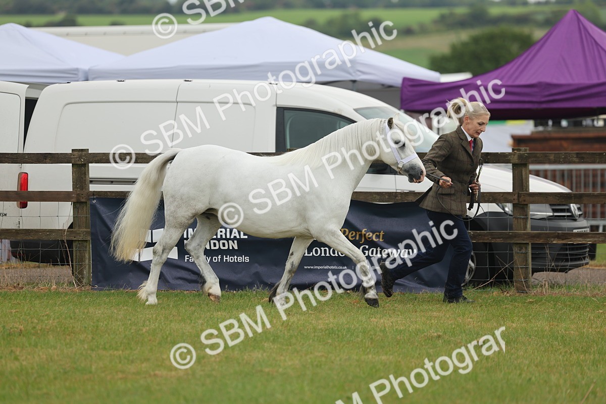 SBM_01452 - Class 50-57 - M&M Welsh Pony In Hand