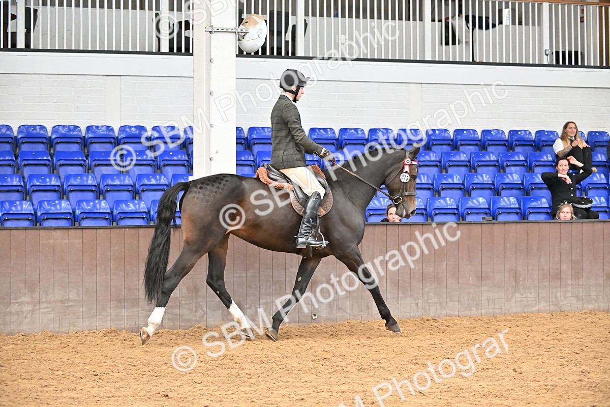 SBM_001443 - Class 19,20 - Ridden Native, Foreign Breeds & Warmbloods