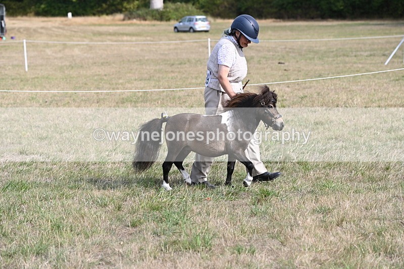 WJ6_6828 - Class 21 Shetland & Mini Horses