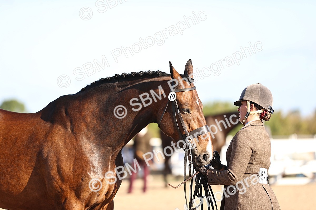 SBM_08378 - Class 401 - IH Veteran Horse