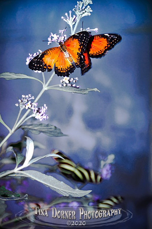 Monarch Butterfly