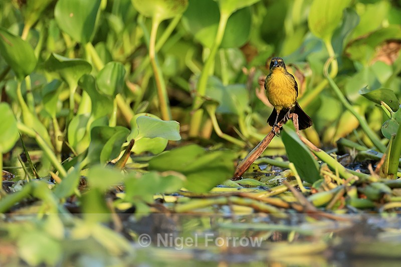 Unicolored Blackbird (female) and water hyacinth, Corixo Negro, Brazil - Unicolored Blackbird