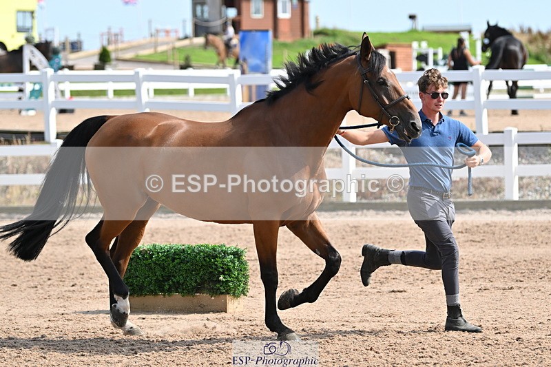 240717A-160029-03257 - Trot Up 4pm to 5pm