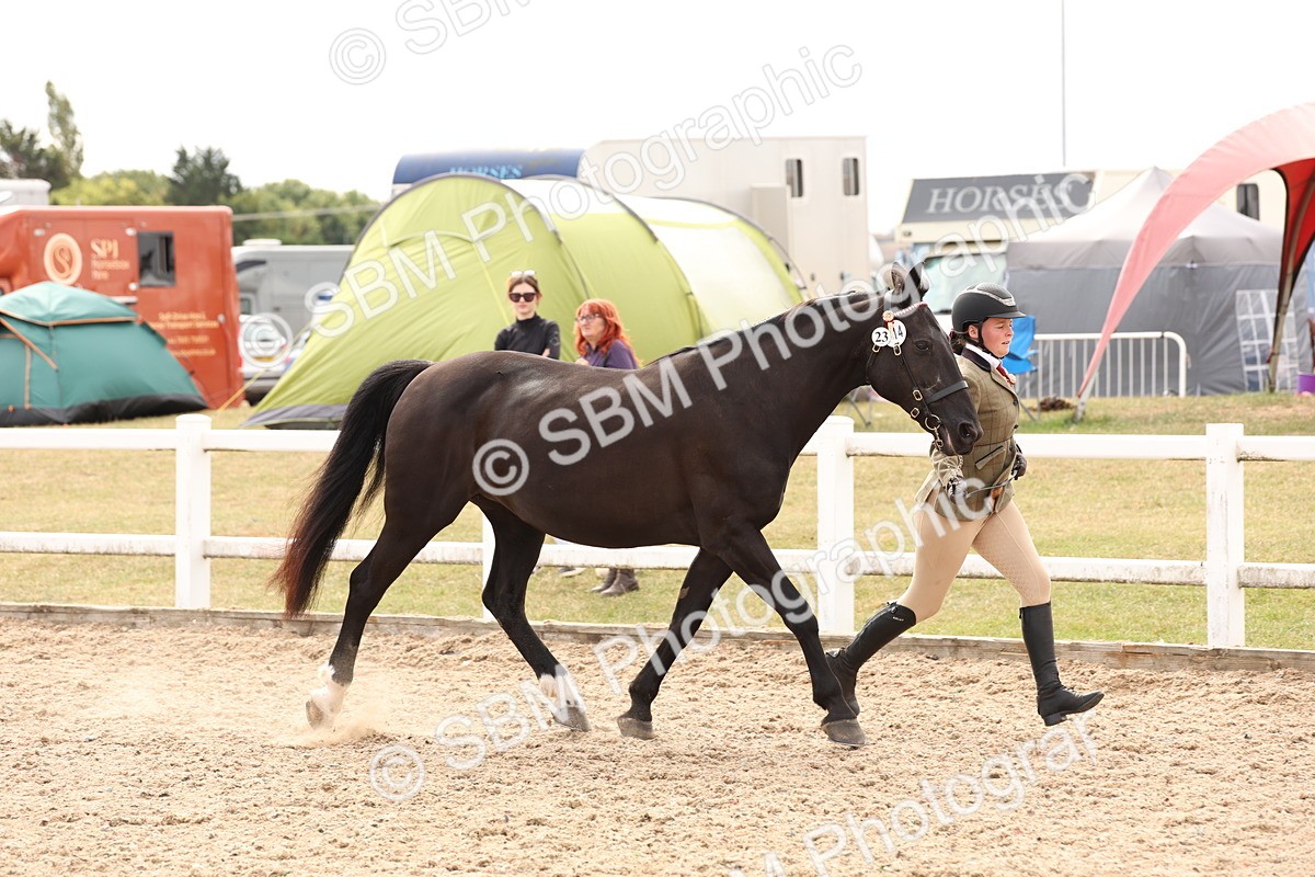 SBM_14649 - Class 208 - IH Veteran Horse