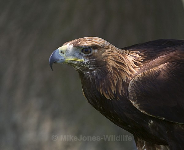 GOLDEN EAGLE (ref GE 04/11) - GOLDEN EAGLES
