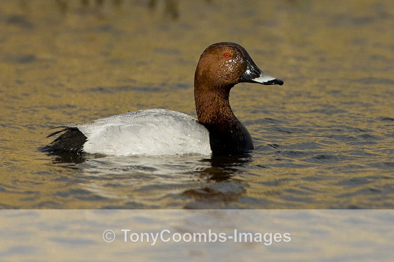 Pochard - Birds