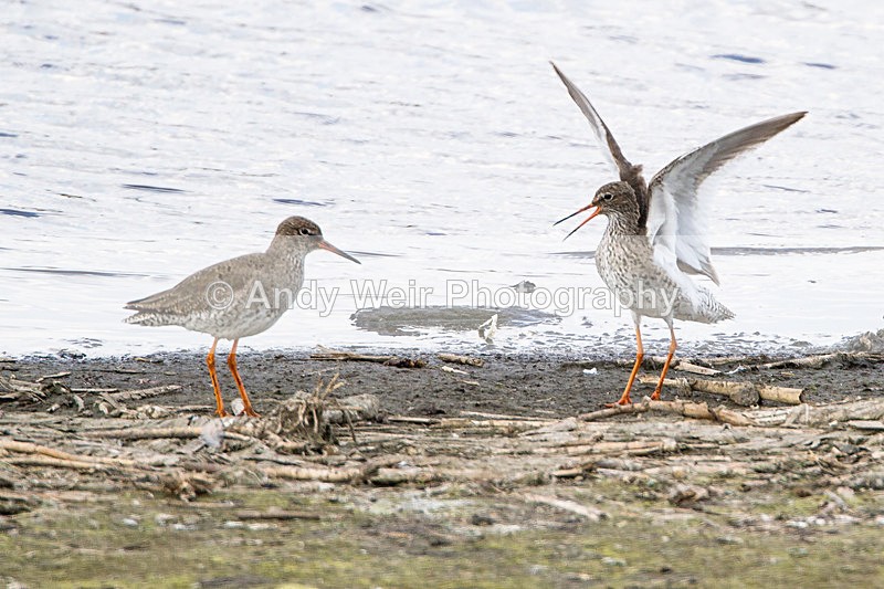 20130507-_MG_3689 - Other Waders