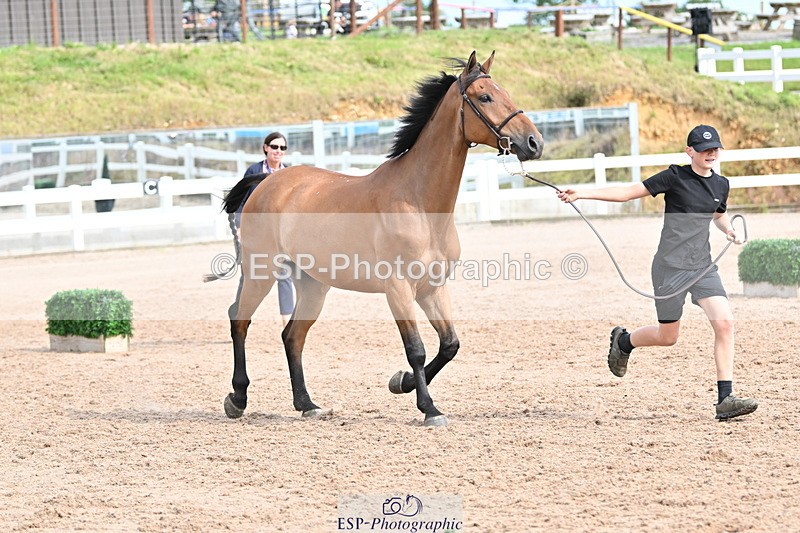 240717A-165748-03571 - Trot Up 4pm to 5pm