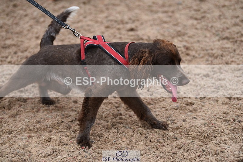 240518A-121238-01122 - Cls 3 Handsomest Dog
